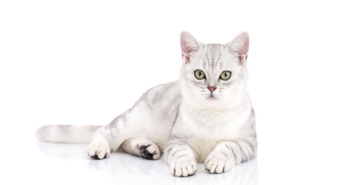 American-Shorthair-cute