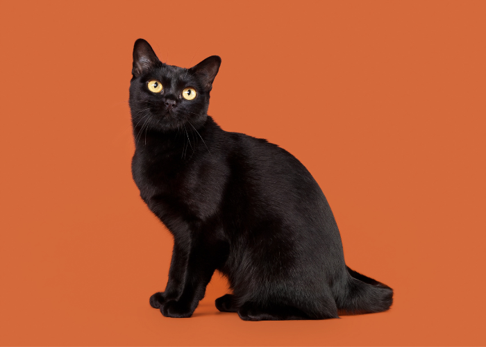 cat breeds that live the longest