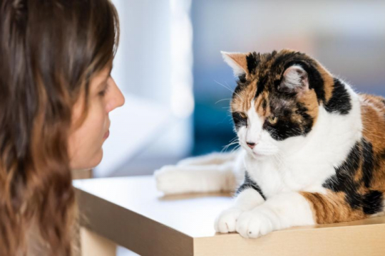 Can You Discipline A Cat?