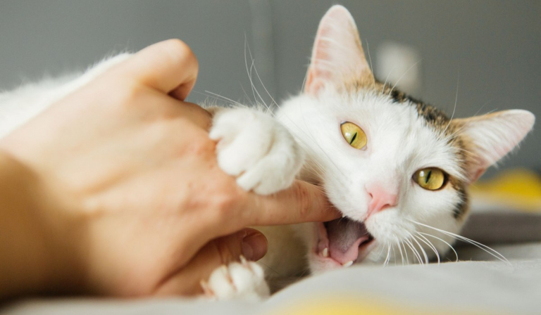 Cat Love Bites: 5 Reasons Why They Do It & How To Respond