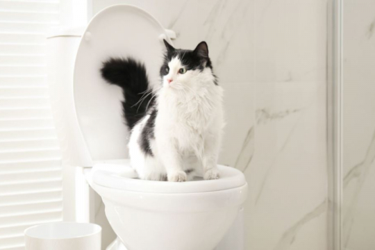 10 Reasons NOT To Train Your Cat To Use The Toilet