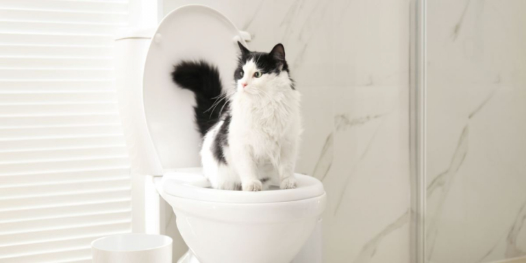 10 Reasons NOT To Train Your Cat To Use The Toilet
