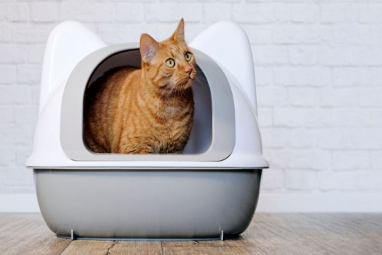 My Cat Doesn't Finish Pooping In Litter Box: Is This Normal?