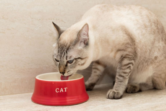 How To Stop Your Cat From Spilling Water Out Of Their Bowl