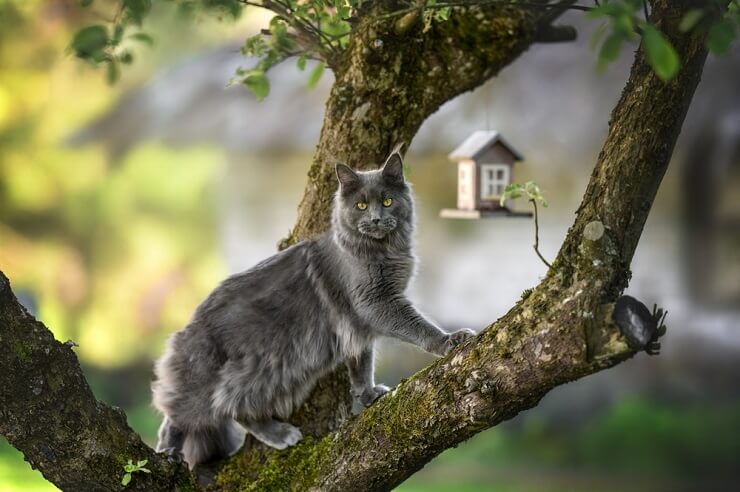 Instinctive cat behavior.