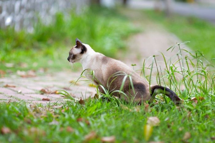 The image highlights a solution aimed at deterring cats from defecating in the garden, emphasizing the effort to maintain a clean and tidy outdoor space.