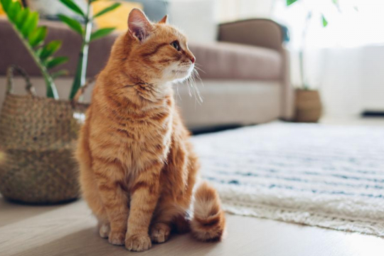 Levetiracetam for Cats: Overview, Dosage & Side Effects