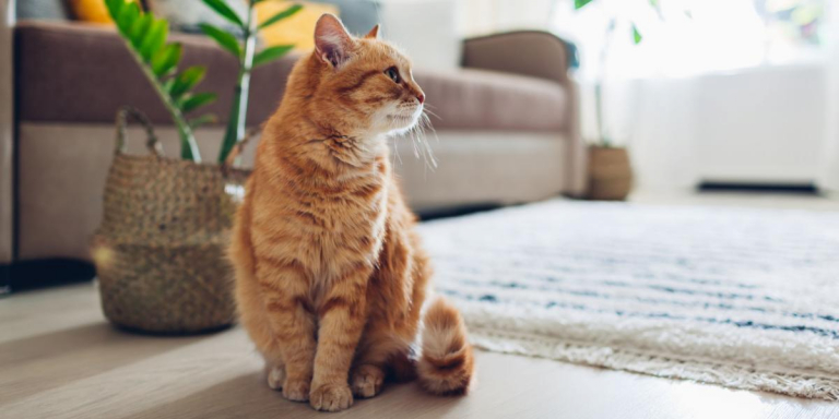 Levetiracetam for Cats: Overview, Dosage & Side Effects