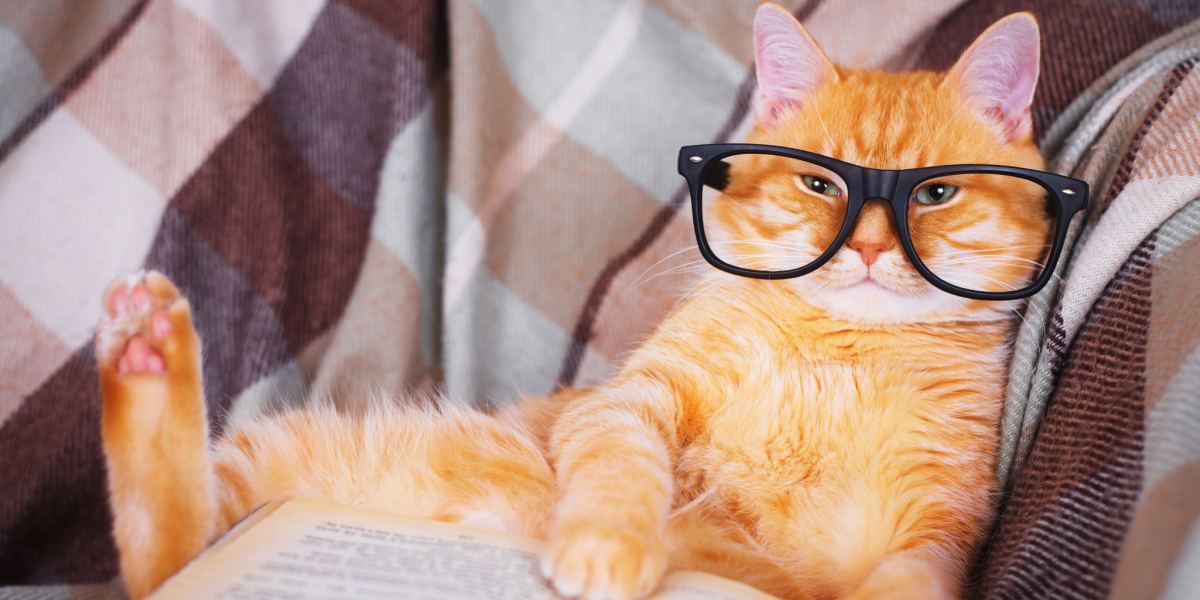 Cat wearing reading glasses, engrossed in a book, symbolizing a whimsical and intellectual scene.