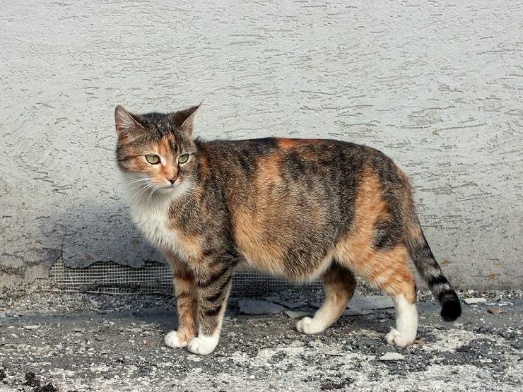 A pregnant cat, showcasing the signs of feline pregnancy.