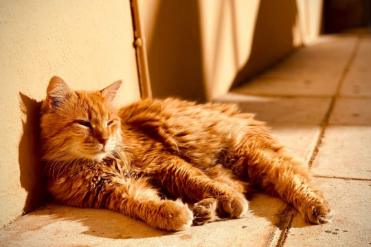 Why Do Cats Love to Sunbathe?