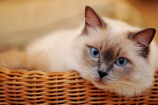 350 Best Cartoon Cat Names For Your Cute & Playful Cats