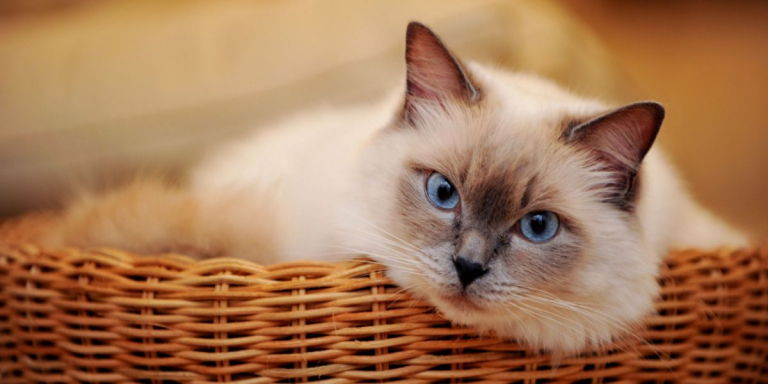 350 Best Cartoon Cat Names For Your Cute & Playful Cats