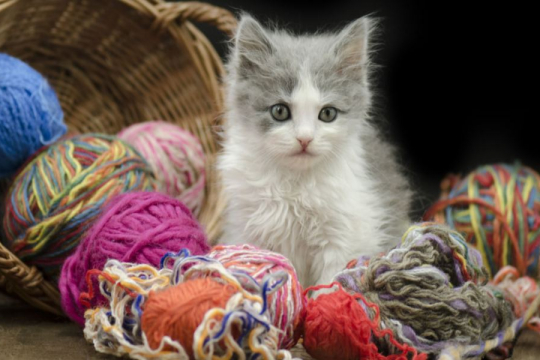 Why Do Cats Love String?