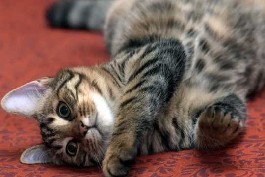 Why Do Cats Roll Around on Their Back?