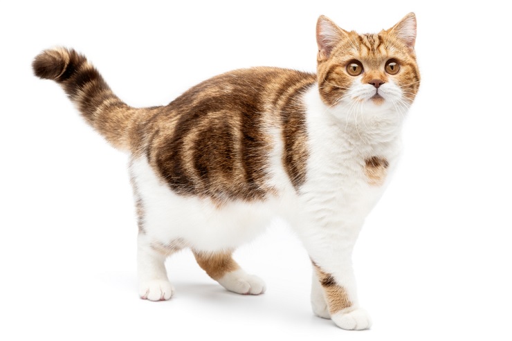 A charming Korean cat showcasing its unique features and personality.