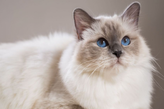 160+ Best Mexican Cat Names For New Pet