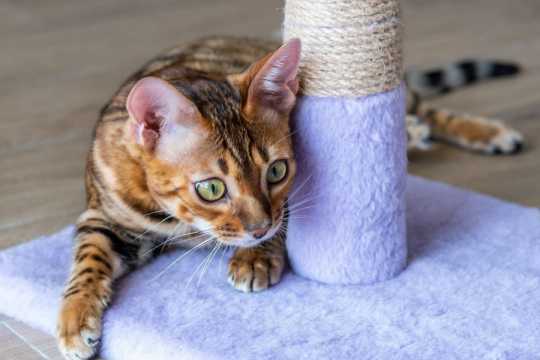 How To Get Your Cat To Use A Scratching Post