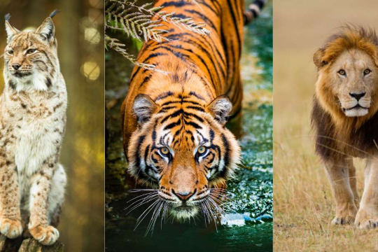 15 Little-Known Facts About Big Cats