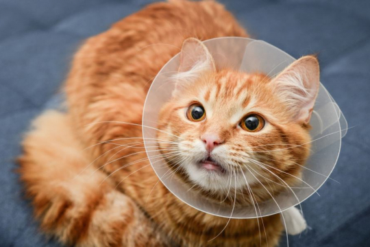 Meloxicam for Cats: Dosage, Safety & Side Effects