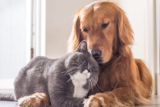 How To Get A Dog And Cat To Bond