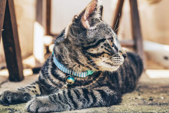 Do Cats Like Bells on Their Collars?