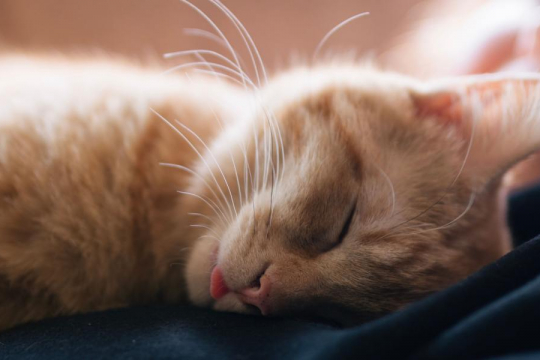 Why Do Cats “Blep”? A Veterinarian Explains