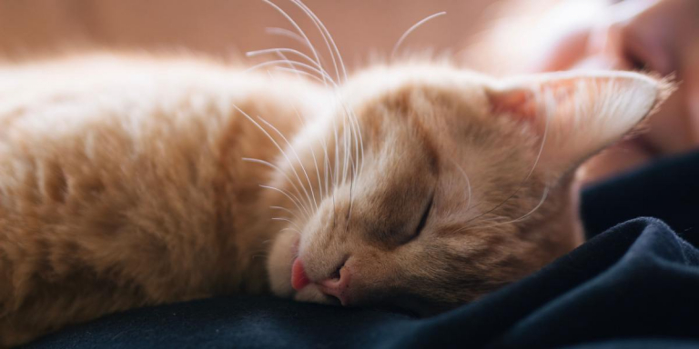 Why Do Cats “Blep”? A Veterinarian Explains