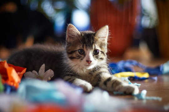 Why Do Cats Love Paper as Much as They Do?