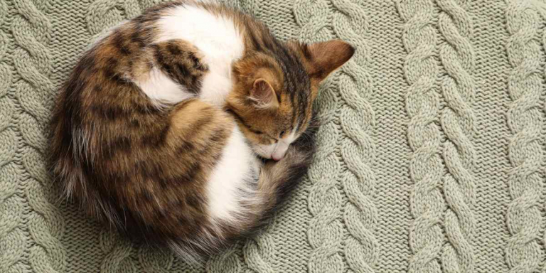 Why Do Cats Curl Into Balls When Sleeping? A Veterinarian Explains