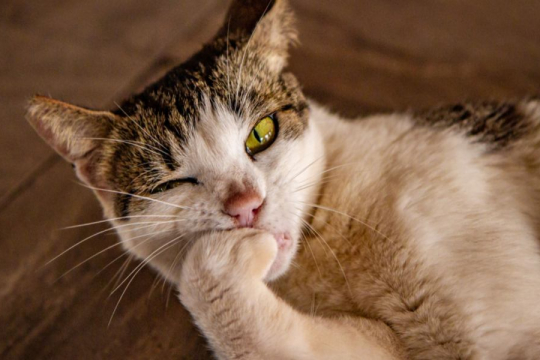 Why Do Cats Chew On Their Nails