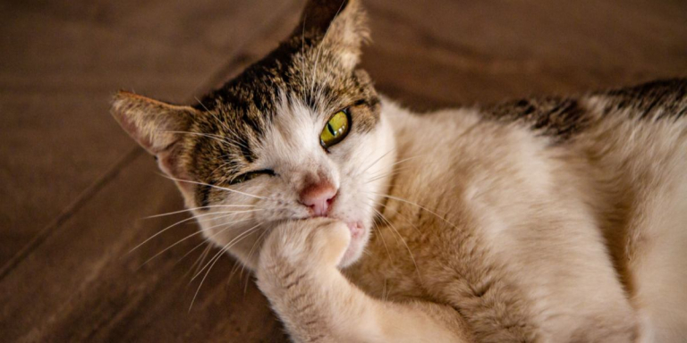 Why Do Cats Chew On Their Nails