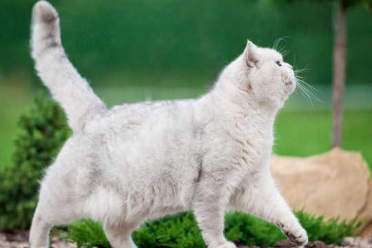 Why Do Cats Have Tails?