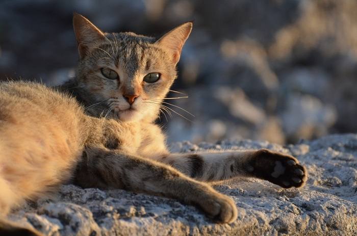 Focused cat in its element, exemplifying intense attention and curiosity.