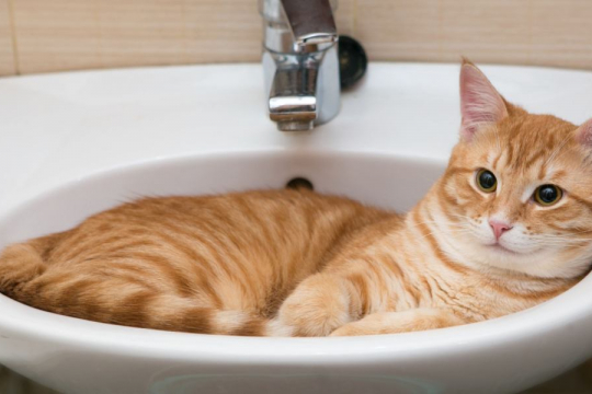 Why Does My Cat Guard Me When I Go to the Bathroom?