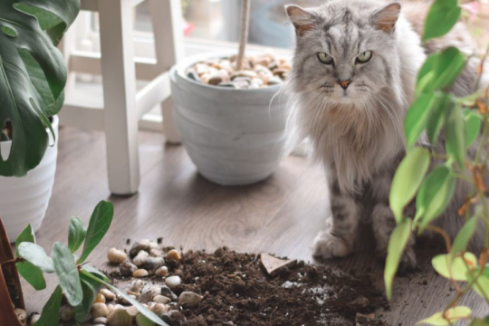 Why Do Cats Knock Things Over?