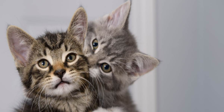 Why Do Cats Bite Each Other’s Necks?