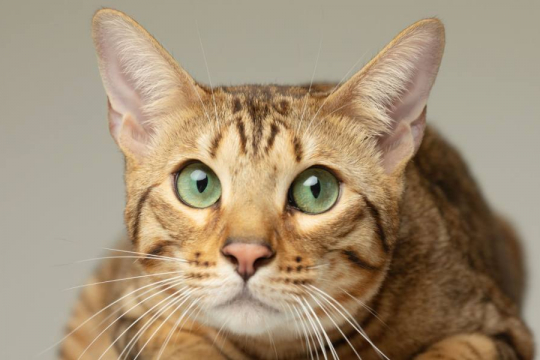 Why Is My Cat So Desperate For Attention? Top 10 Reasons