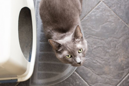 Why Do Cats Meow Before They Use the Litter Box?
