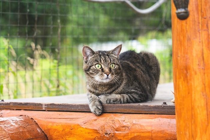 Curious cat with an inquisitive expression, exploring its surroundings