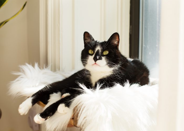 An image featuring a cat comfortably resting on a bed.