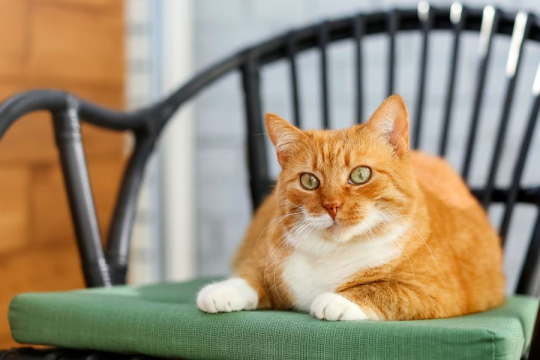 Why Does My Cat Steal My Seat?