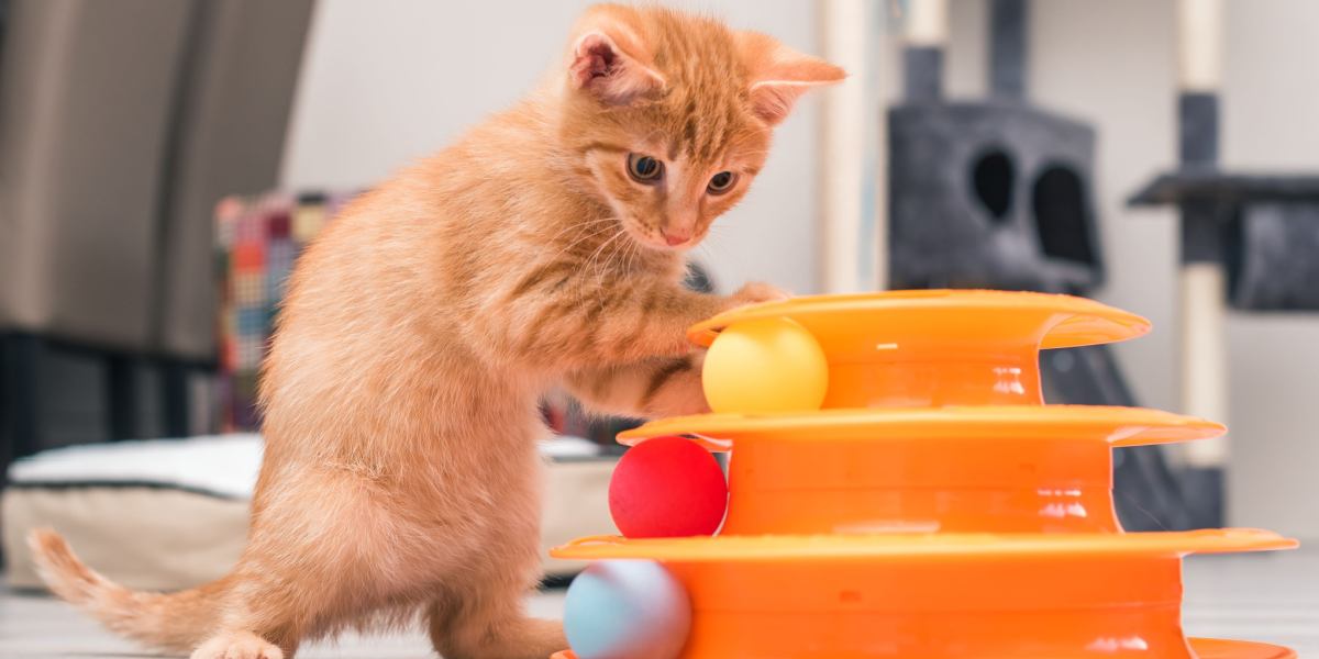 orange cat playing