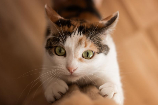 Why Do Cats Scratch?