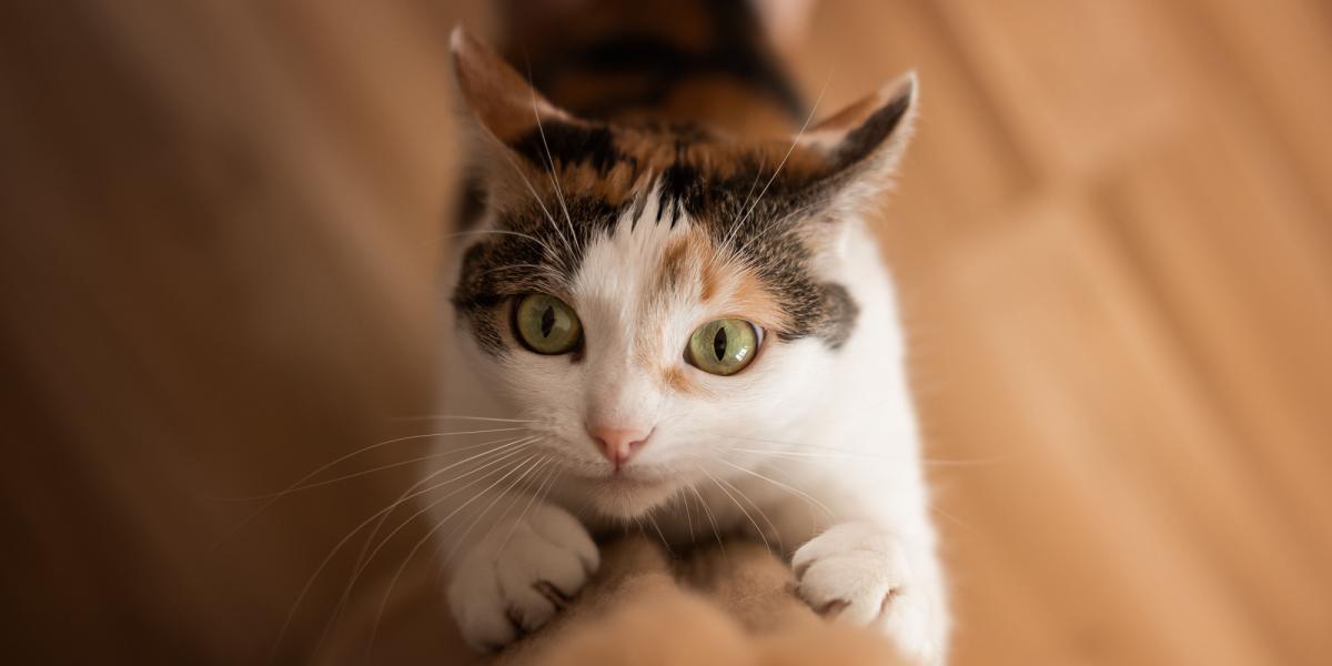 Image capturing a cat engaged in scratching behavior, utilizing its claws to maintain its territory and exercise, while demonstrating natural feline instincts.