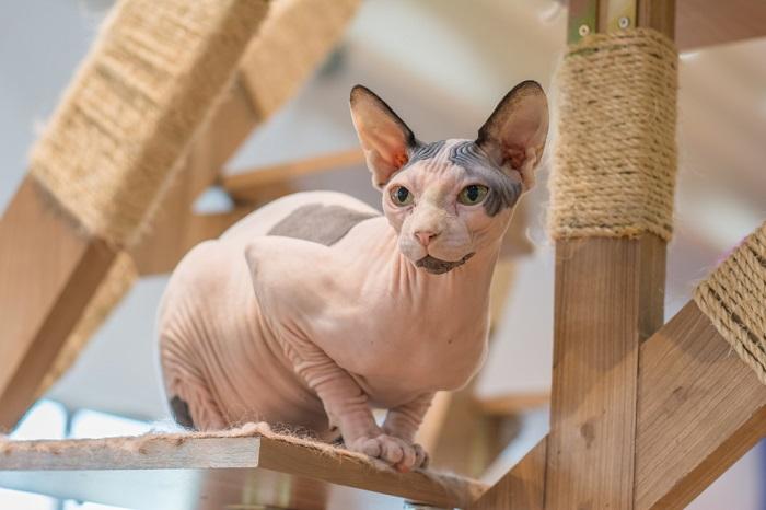 An image of a content cat sitting comfortably in a cat tree, enjoying a cozy perch and a vantage point for observing its surroundings.