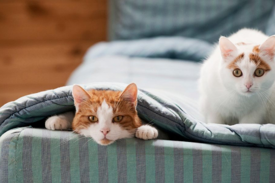 How To Mask The Cat Smell In Your Home