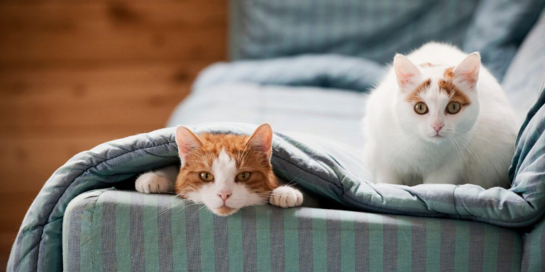 How To Mask The Cat Smell In Your Home