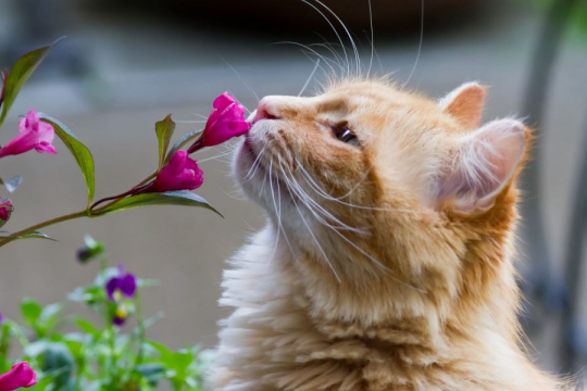 Do Cats Have A Good Sense Of Smell?