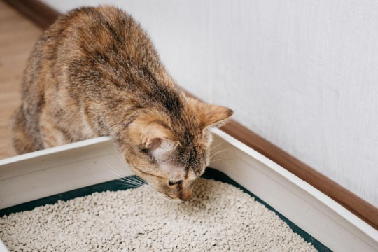 How Do Cats Know To Use a Litter Box?